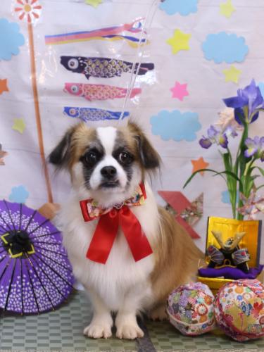 20240502マフィンちゃん